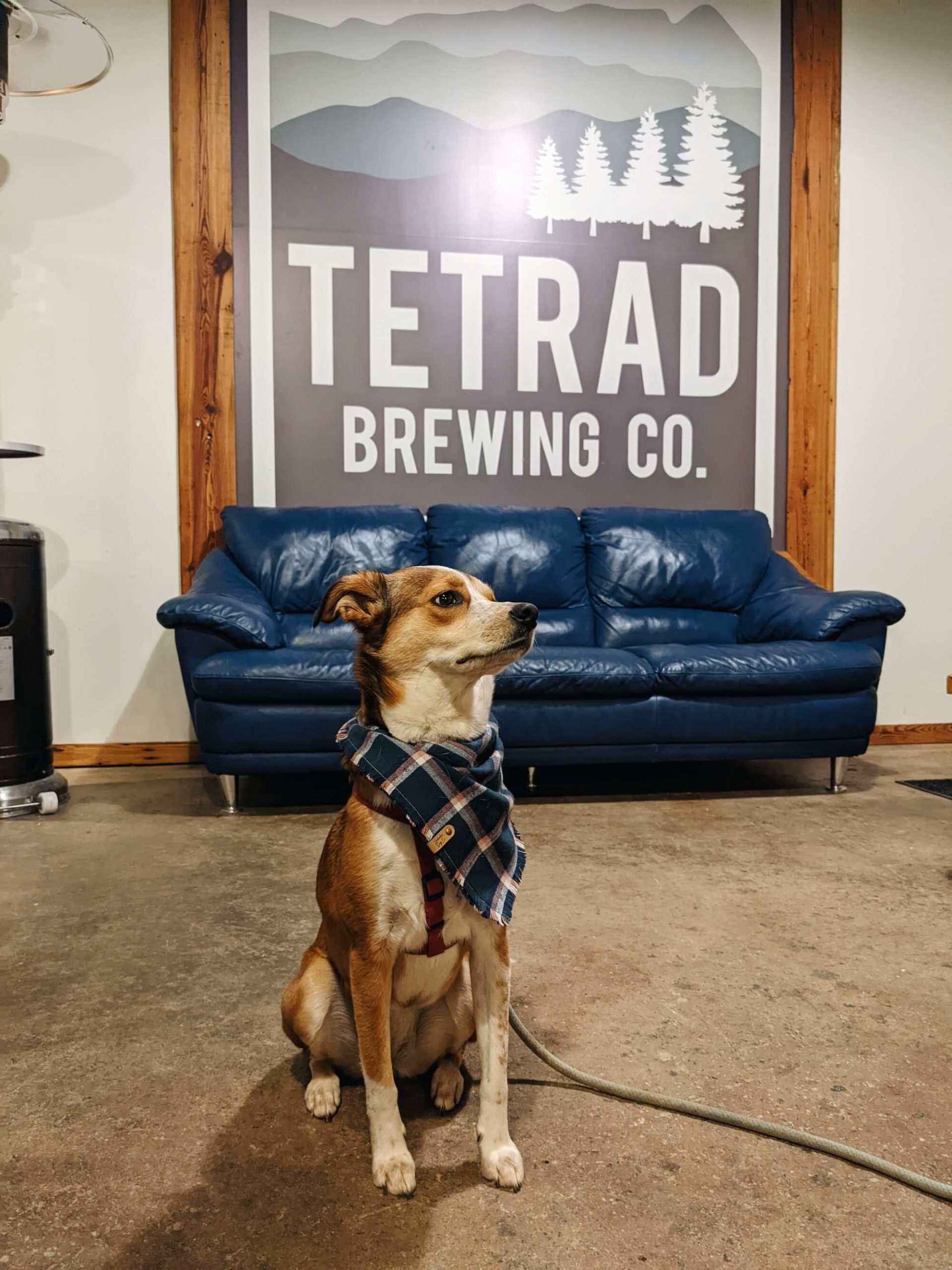 Tetrad Brewing Dog Friendly Geenville