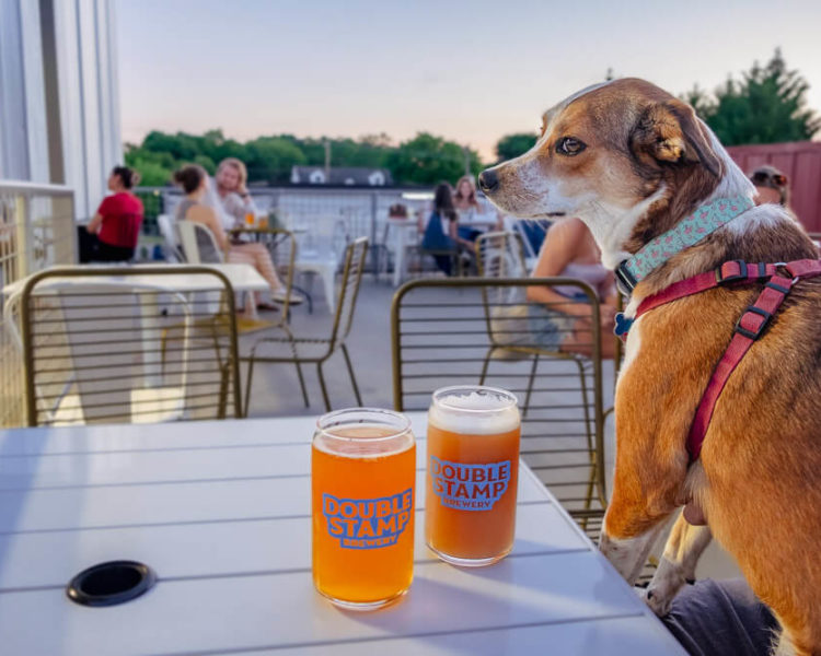Discover the Best Dog Friendly Breweries in Greenville SC