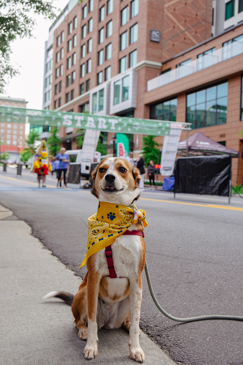 dog in greenville sc