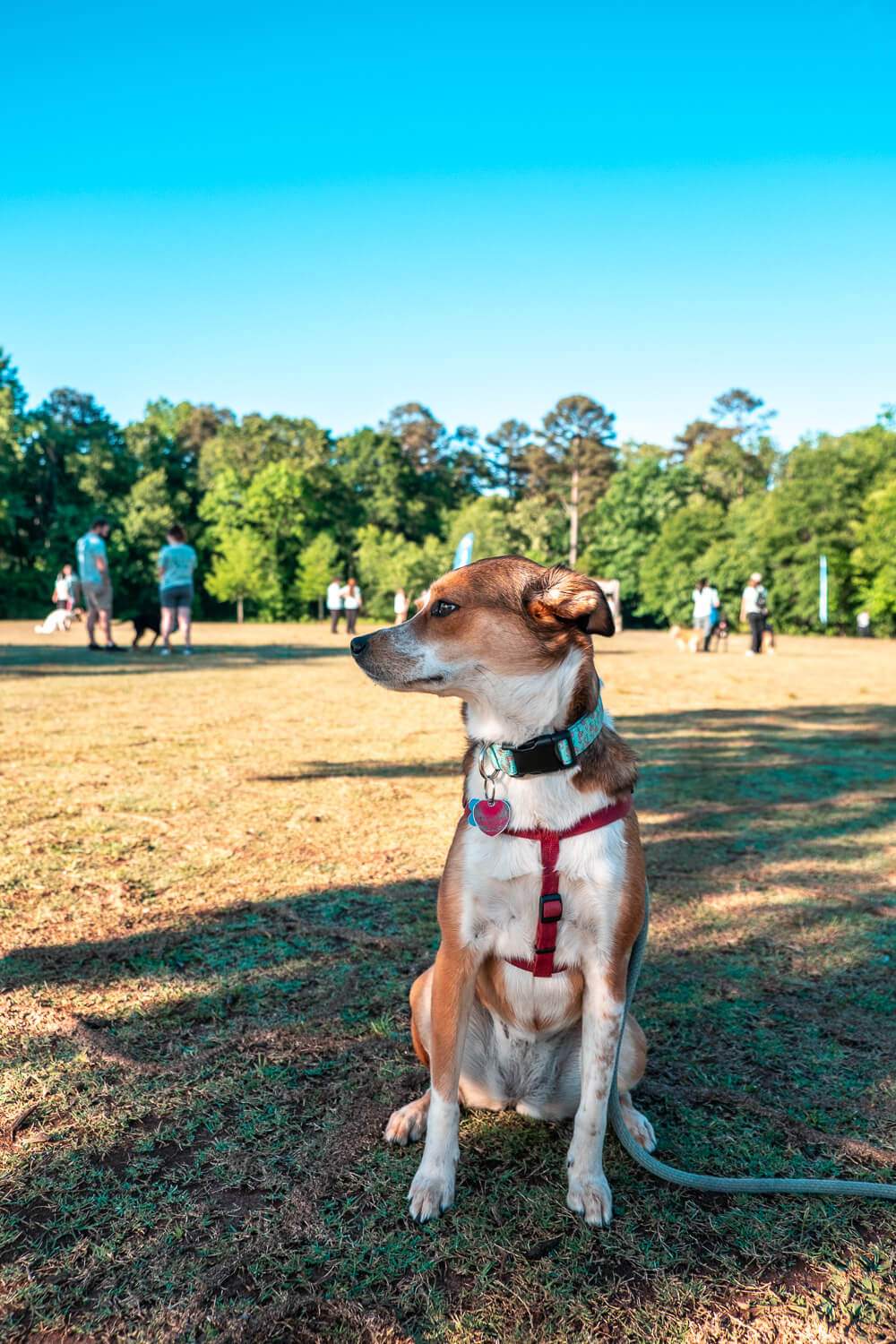 tails and trails dog race