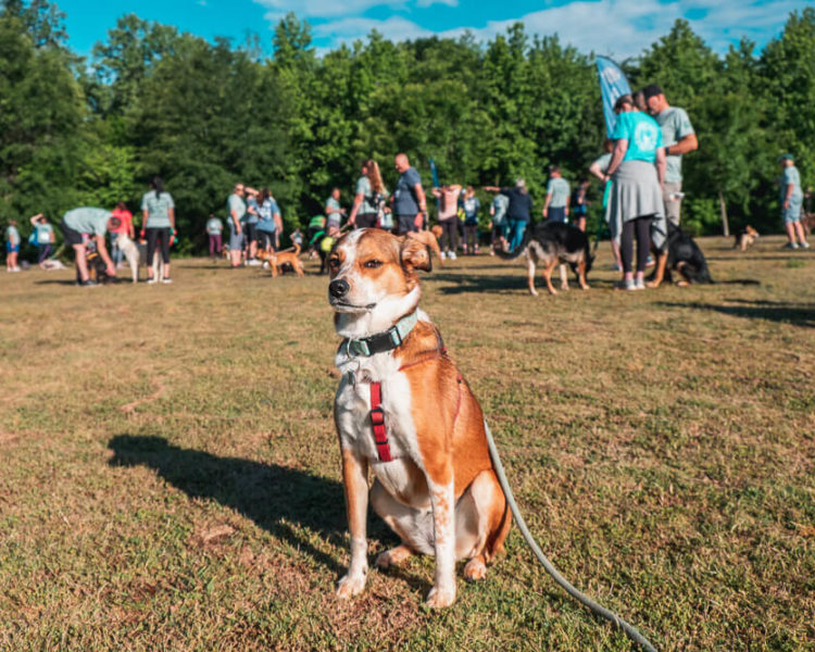dog at tails and trails 5k