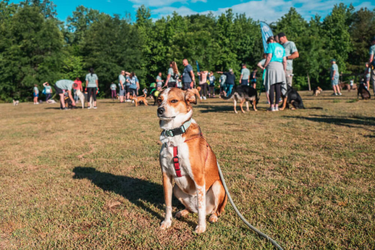 dog at tails and trails 5k