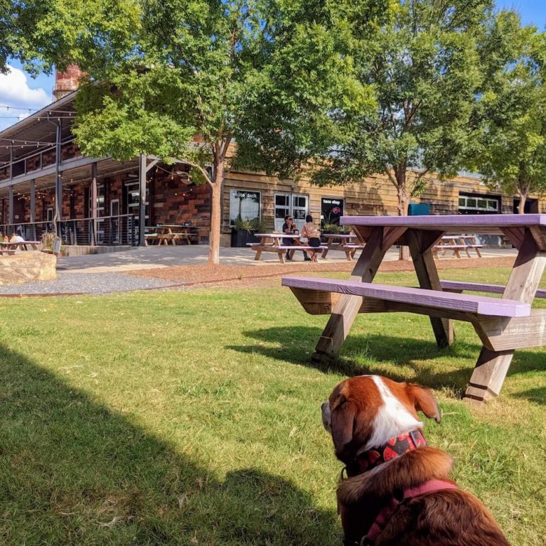 dog at hampton station in greenville sc